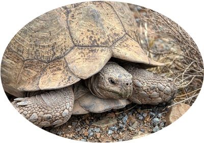 aestivation tortoise