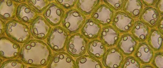 collenchyma cells in plants