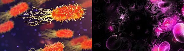 Difference Between Bacteria And Virus with Comparison Chart And 