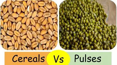 cereals vs pulses