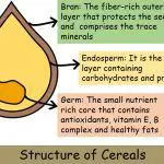 structure of cereals