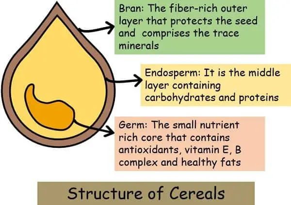 structure of cereals