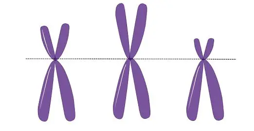 Autosomes_vs_chromosomes_content_img