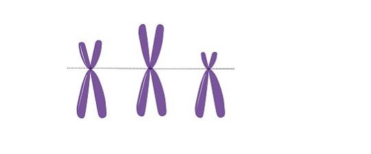 Difference Between Autosomes And Sex Chromosomes With Comparison Chart