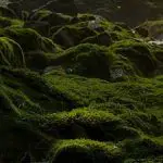 liverworts_vs_mosses_featured_img
