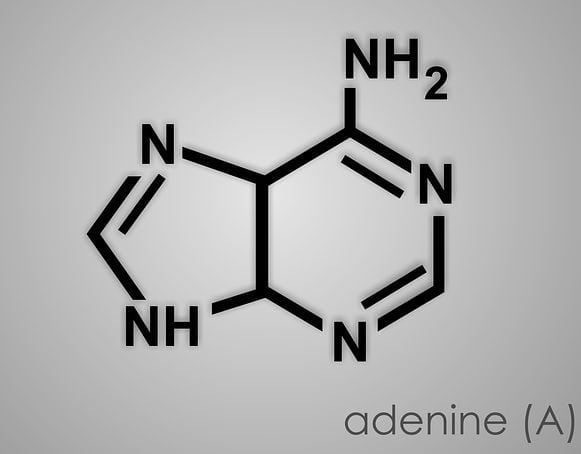 purines_adenine_img