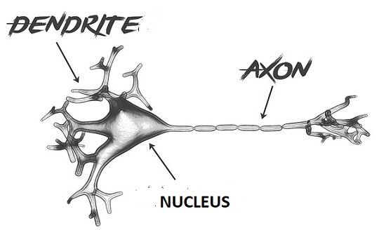 axon dendrite labeled