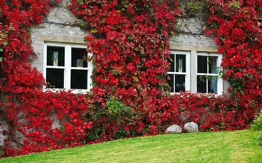 The Difference Between Climbing Plants and Creeper Plants