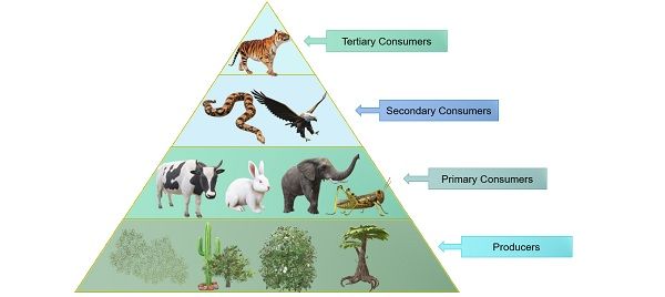 consumer animals