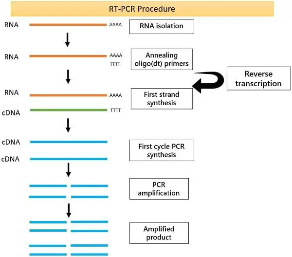 RT PCR procedure