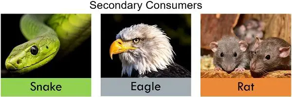 Secondary consumers