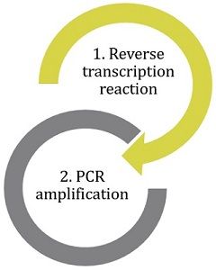 Steps of RT PCR