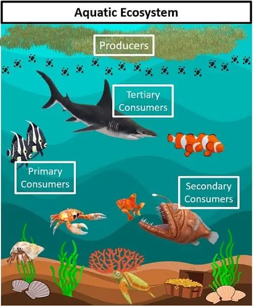 Difference Between Natural and Artificial Ecosystem (with Comparison Chart)  - Bio Differences
