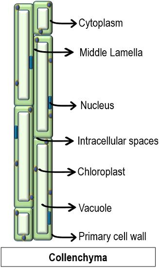 Collenchyma