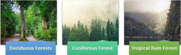 Types of forest