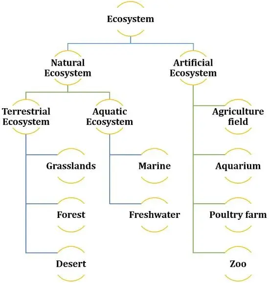 Flow chart of ecosystem
