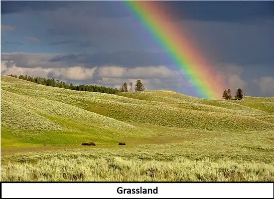 Grassland