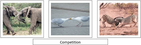  competition