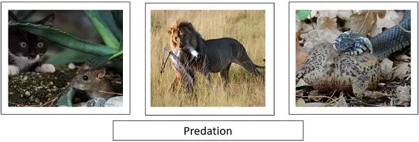 predation