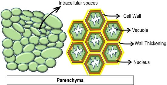 parenchyma