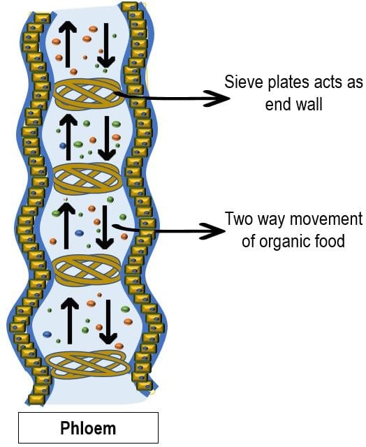 Phloem tissue