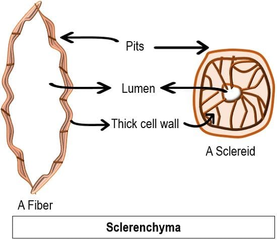 Sclerenchyma