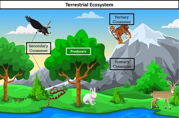 Terrestrial Ecosystem