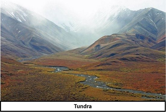 Tundra