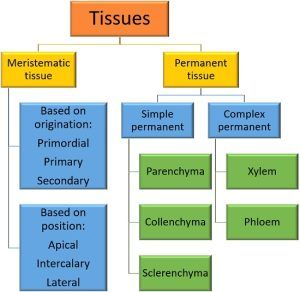 Difference Between Meristematic and Permanent Tissue (with Comparison ...