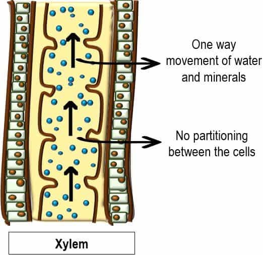 Xylem tissue