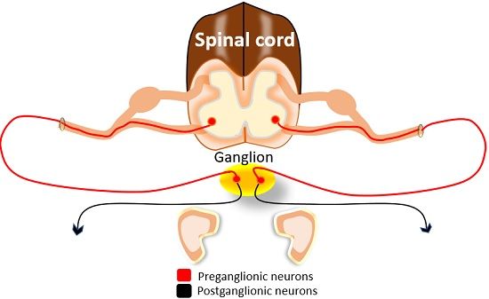 Pre and post ganglionic neurons of sympathetic system