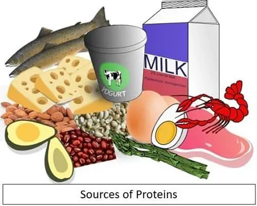 Sources of proteins