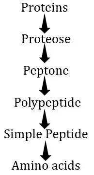 Steps of protein hydrolysis