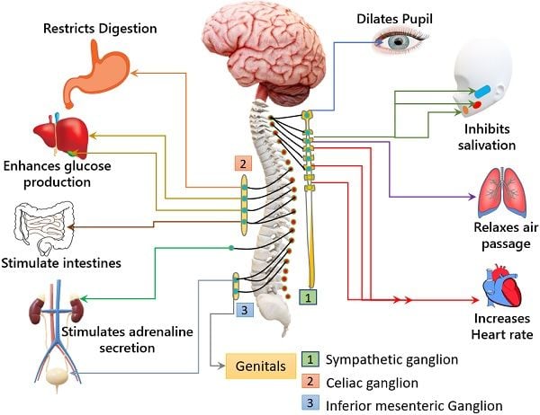 Sympathetic Nervous System Chart