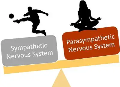 sympathetic vs parasympathetic nervous system