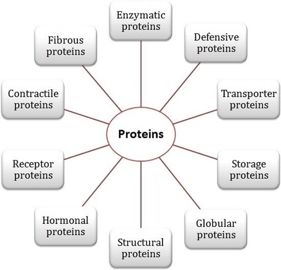 Types of proteins