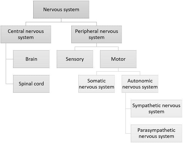 Flowchart of nervous system