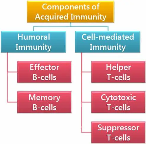 Components of acquired immunity