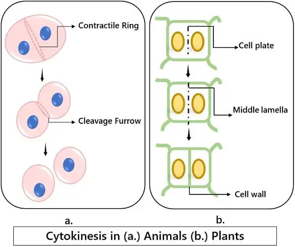 Cytokinesis animal and plant