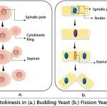 Cytokinesis budding yeast and fission yeast