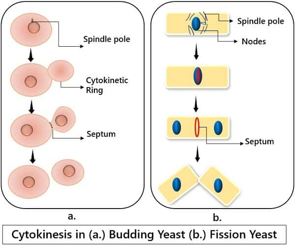 Cytokinesis budding yeast and fission yeast