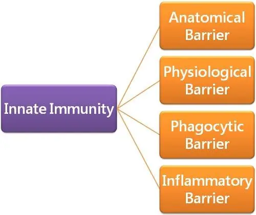 Innate immunity barriers