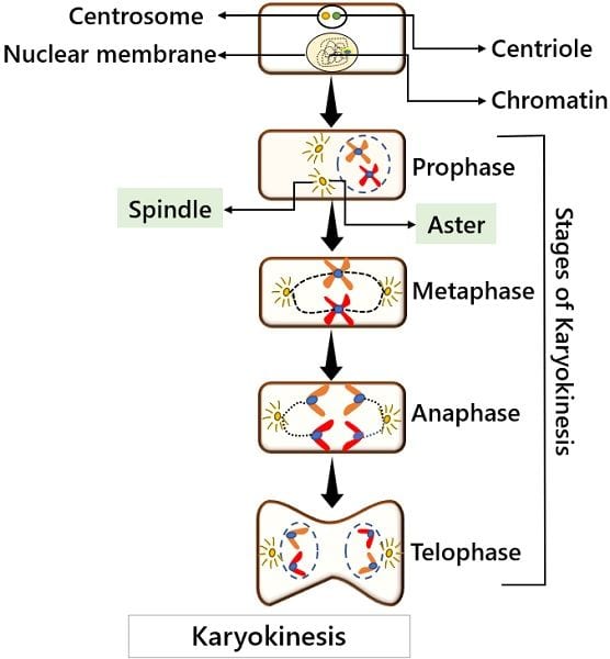 Karyokinesis stages