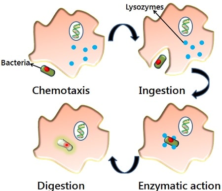 Phagocytosis