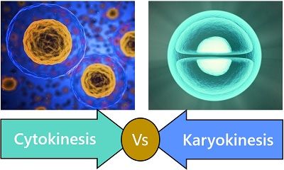 cytokinesis vs karyokinesis