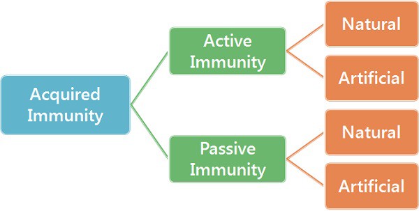 Types of Acquired immunity