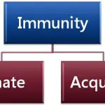Types of immunity_Innate and acquired