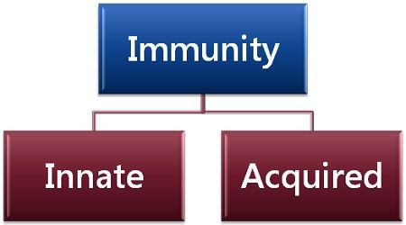 Types of immunity_Innate and acquired