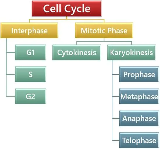 Cell cycle Flow chart