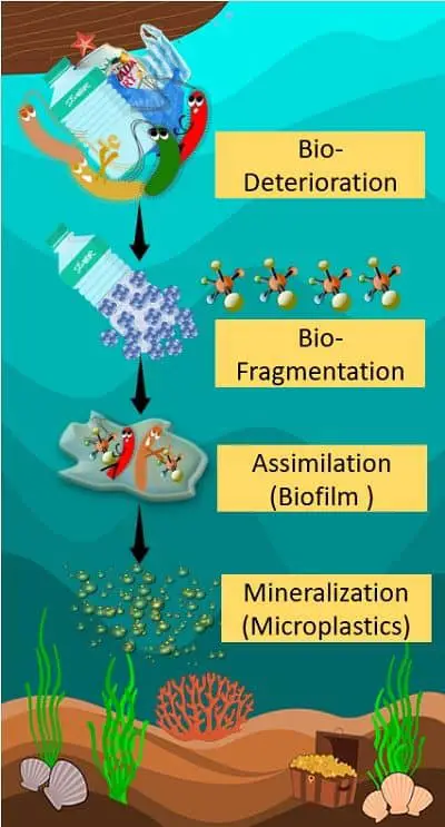 Biodegradation steps